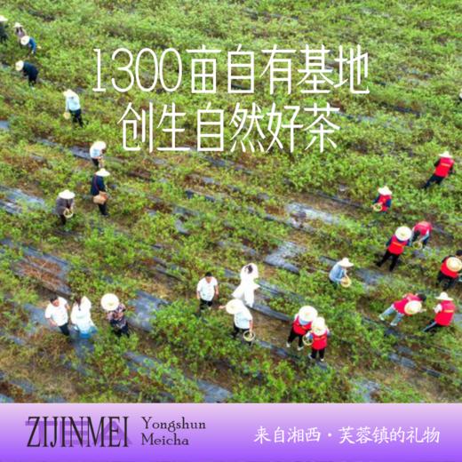 （买即赠试喝装）湘西永顺非遗紫金莓茶 | 当季头茬新茶，回甘、清甜 商品图4