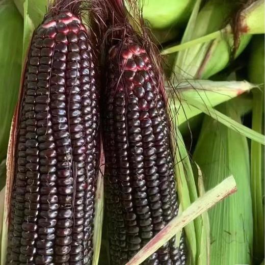 生态红甜糯玉米 | 合作生产*Ecological Red Sweet and Starchy Corn| Partner Production 商品图1