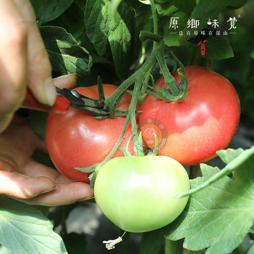 【排单3天发货】新疆“初恋”有机西红柿/番茄（基地直发-顺丰空运）|礼盒装、家庭装，来自新疆库尔勒，生产者：王忠军 商品图5