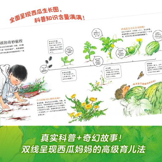 西瓜小孩 商品图3