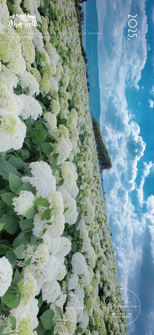 赏花早鸟价 商品图11