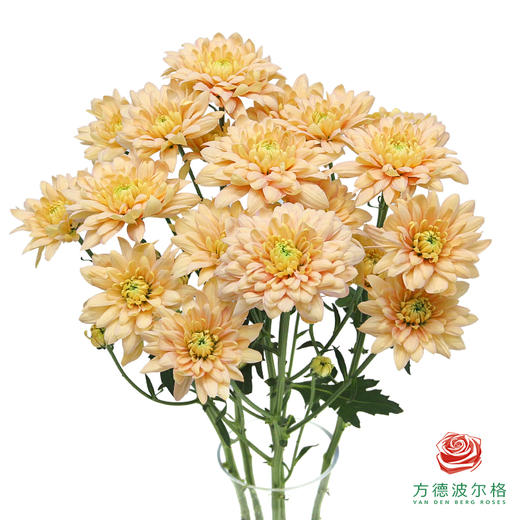 VDB多头小菊-香草提卡 5枝一扎 商品图0