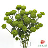 VDB多头小菊-绿森林 5枝一扎 商品缩略图0