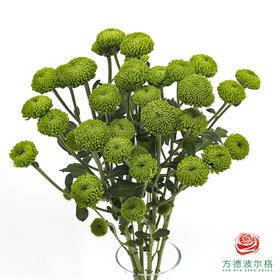 VDB多头小菊-绿森林 5枝一扎