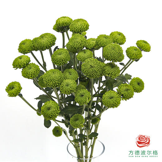 VDB多头小菊-绿森林 5枝一扎 商品图0