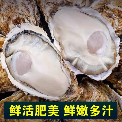 【日配鲜食】匠心极乳山生蚝 3种规格任选 净重约2.5斤 鲜活肥美 鲜嫩多汁（每周四16点截单，到店通知提配） 商品图1