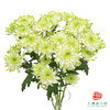 VDB多头小菊-淡绿天赞 5枝一扎 商品缩略图0
