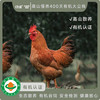 高山慢养400天有机大公鸡 商品缩略图0