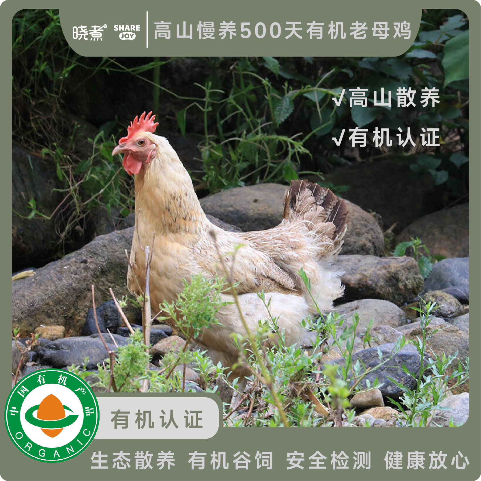 高山慢养500天有机老母鸡