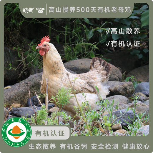 高山慢养500天有机老母鸡 商品图0