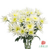 VDB多头小菊-冰岛 5枝一扎 商品缩略图0