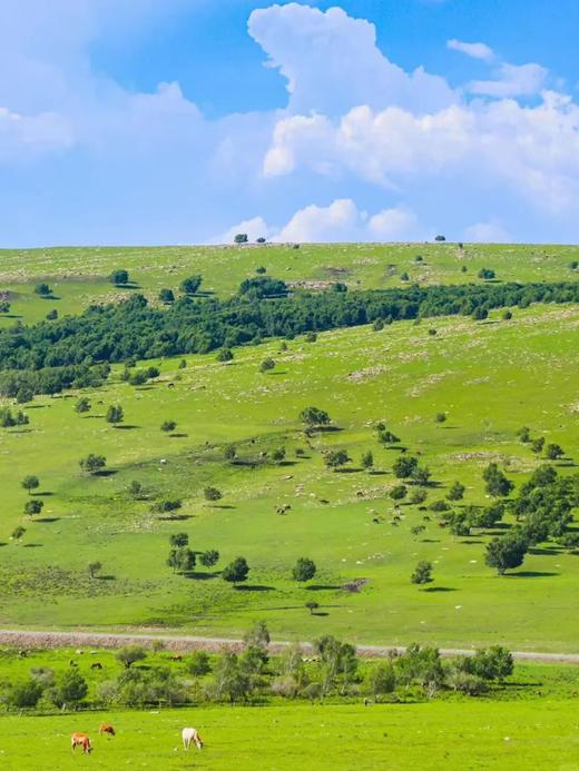 内蒙大草原·双飞6日游【业主专团】纯玩0购物 小区接送-一次出游玩遍内蒙古中部三大草原 【旅游】 商品图10