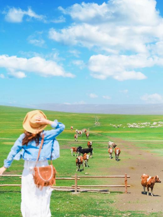 内蒙大草原·双飞6日游【业主专团】纯玩0购物 小区接送-一次出游玩遍内蒙古中部三大草原 【旅游】 商品图6