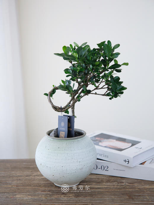 达摩栀子花 商品图0