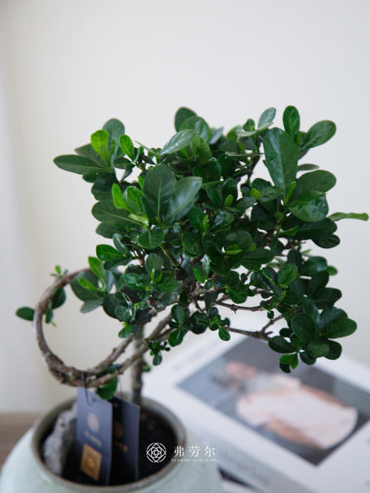 达摩栀子花 商品图1