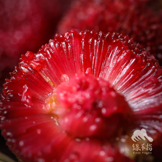 有机仙居东魁杨梅（25号左右开始排单发货） | 合作生产*Eco-waxberry | Coproduction 商品图1