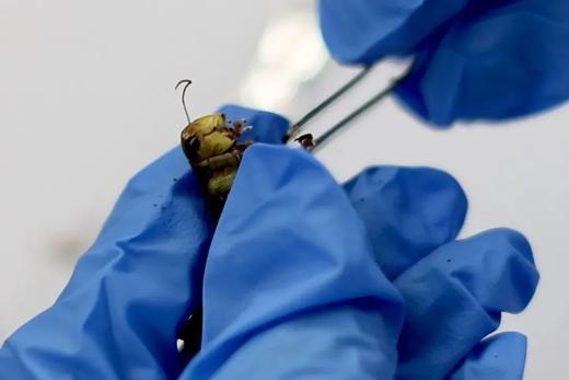 【暑期生物实验专题班】宇宙的的尽头，是研究自己（小学四年级以上） 商品图1