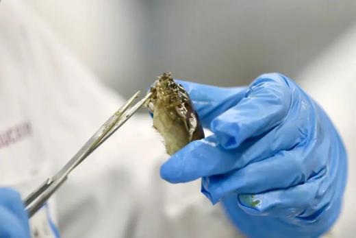 【暑期生物实验专题班】宇宙的的尽头，是研究自己（小学四年级以上） 商品图3