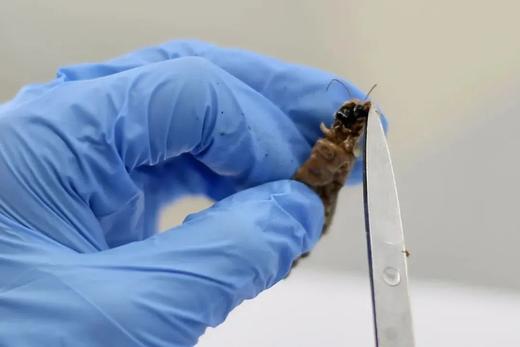 【暑期生物实验专题班】宇宙的的尽头，是研究自己（小学四年级以上） 商品图4