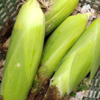有机甜玉米 | 合作生产*Ecological fruit corn|  Partner Production 商品缩略图2