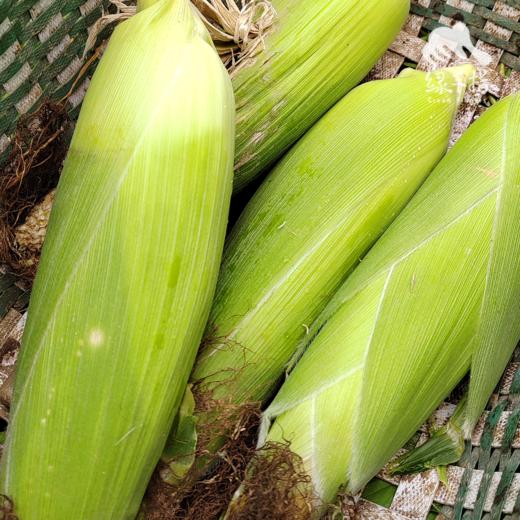 有机甜玉米 | 合作生产*Ecological fruit corn|  Partner Production 商品图2