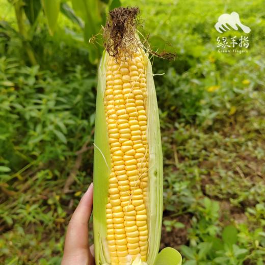 有机甜玉米 | 合作生产*Ecological fruit corn|  Partner Production 商品图1