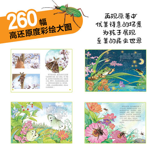 《给孩子的法布尔昆虫记》注音版  全10册 5-14岁 20个昆虫故事260幅彩绘大图100+昆虫知识 保留原著精髓，创新改编故事 让孩子轻松读名著 赠：昆虫贴纸一张 商品图5