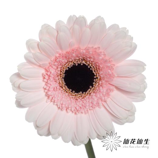 非洲菊 | 祥云 商品图0