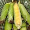 有机甜玉米 | 合作生产*Ecological fruit corn|  Partner Production 商品缩略图0