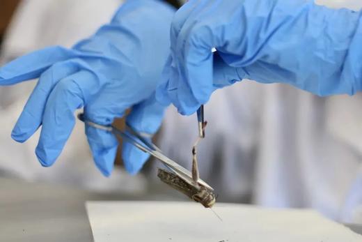 【暑期生物实验专题班】宇宙的的尽头，是研究自己（小学四年级以上） 商品图2