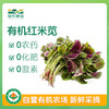 有机红米苋 500g 商品缩略图0