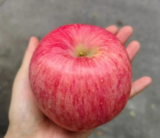 【自提】陕西苹果1000g（85果径） 商品图0