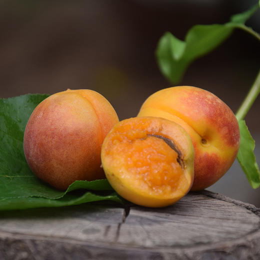 新疆阿克苏四团小红杏 净重2-4斤礼盒装 阳光小红杏 肉厚核小 自然清甜 商品图6