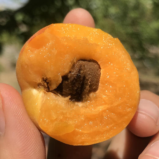 新疆阿克苏四团小红杏 净重2-4斤礼盒装 阳光小红杏 肉厚核小 自然清甜 商品图8