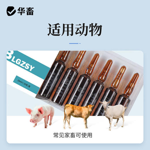 【社群专享】板蓝根注射液10ml*10支 感冒流感退烧抗病毒 猪牛羊药 华畜 商品图3