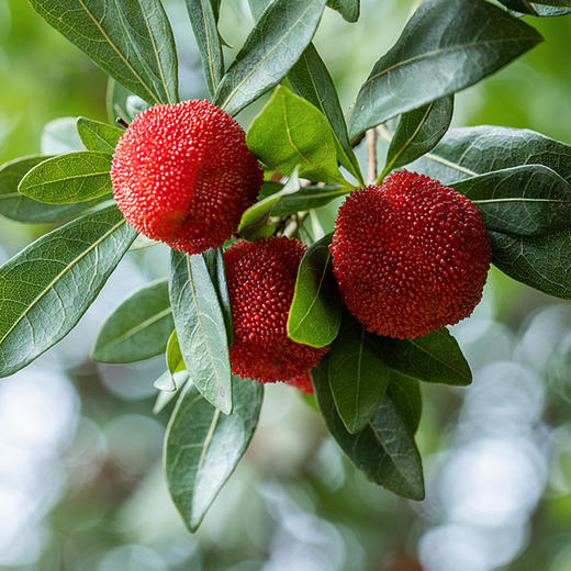 物本源 东魁杨梅干105g 商品图2