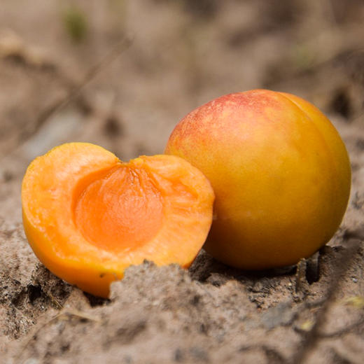 新疆阿克苏四团小红杏 净重2-4斤礼盒装 阳光小红杏 肉厚核小 自然清甜 商品图2