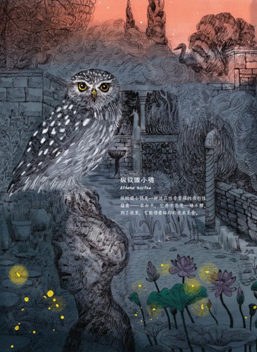 《流明：谁把星星藏了起来？》 商品图5