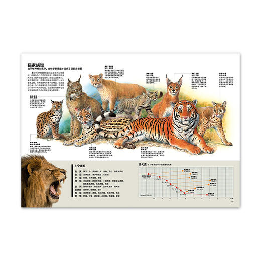 动物志·第二辑《亲密关系》《风采亚洲》《比人更聪明》《极致绚烂》纸上动物世界 万物有灵 生生不息  读库 商品图6