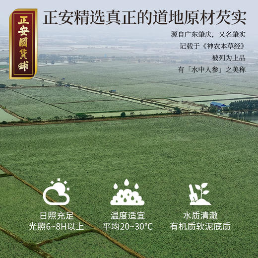 正安 肇庆红皮芡实 粒大饱满粉糯清香优质原材 脾胃湿气汤方办公室茶饮芡实米煲汤食材家庭粥羹 芡实400g/罐 商品图5