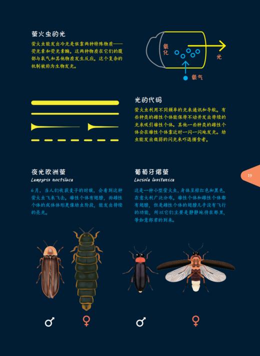 《流明：谁把星星藏了起来？》 商品图10