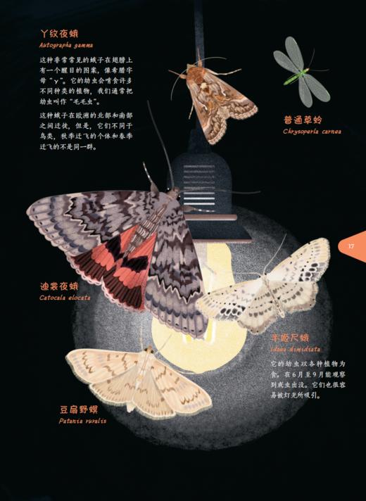 《流明：谁把星星藏了起来？》 商品图8