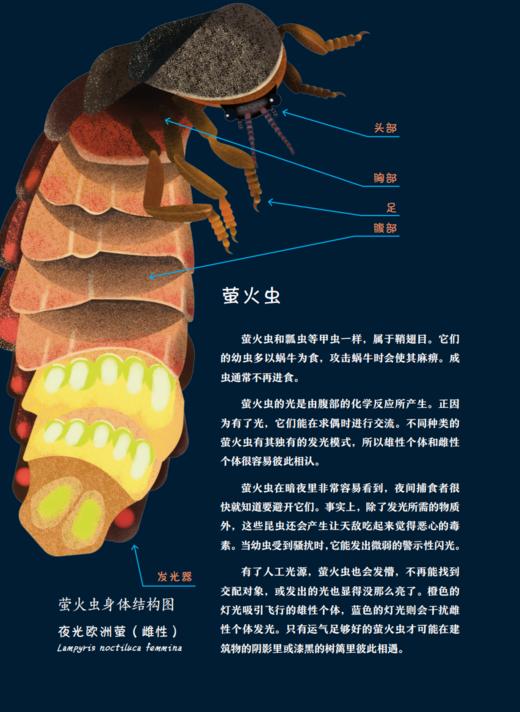 《流明：谁把星星藏了起来？》 商品图9