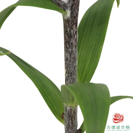 百合-虎皮宝宝 5枝一扎 商品图1