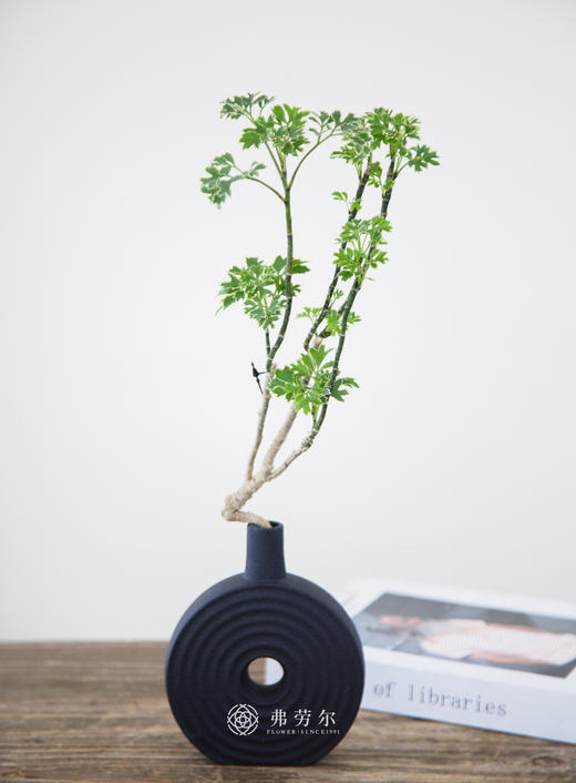 珍珠福禄桐 商品图0