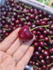 美早樱桃一斤 商品缩略图1