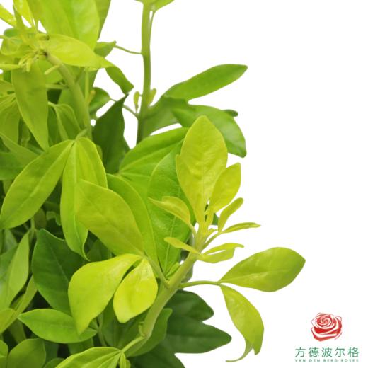 墨西哥 橘叶 商品图1