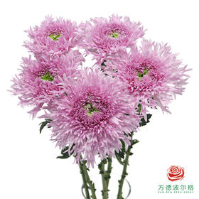 VDB单头小菊-伊斯科特粉 5枝一扎