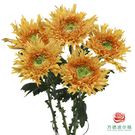 VDB单头小菊-伊斯科特橙 5枝一扎 商品图0