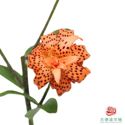 百合-虎皮宝宝 5枝一扎 商品图4
